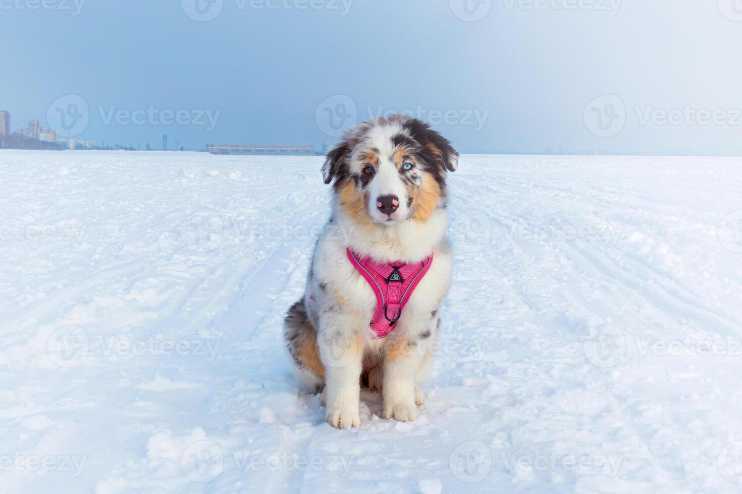 Cute Aussie Australian Shepherd puppy in blue marble color and different eye color sitting in a snowy field and looking at the camera photo