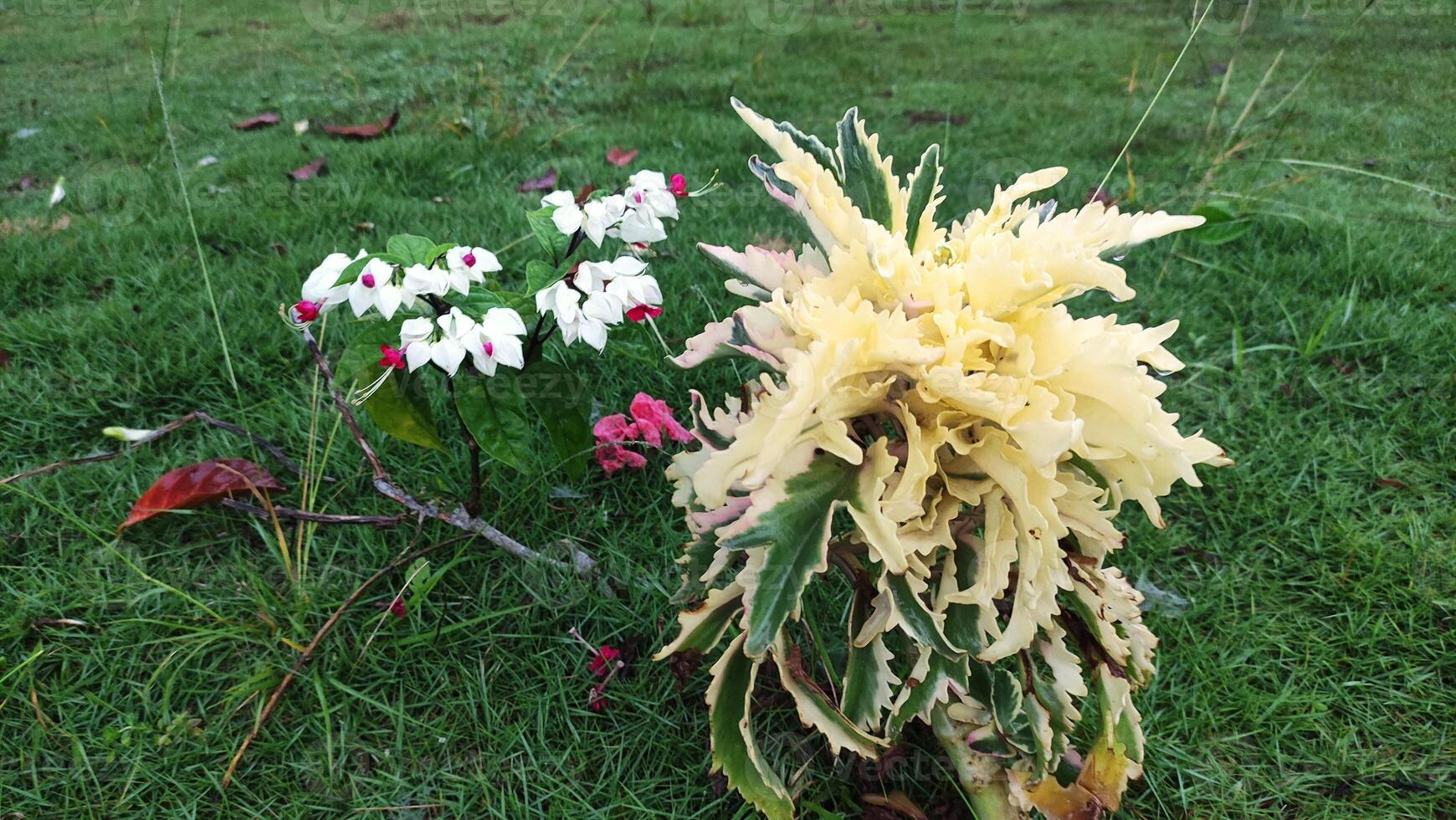 close up chicken feet flower and clerodendrum thomsoniae blooming photo