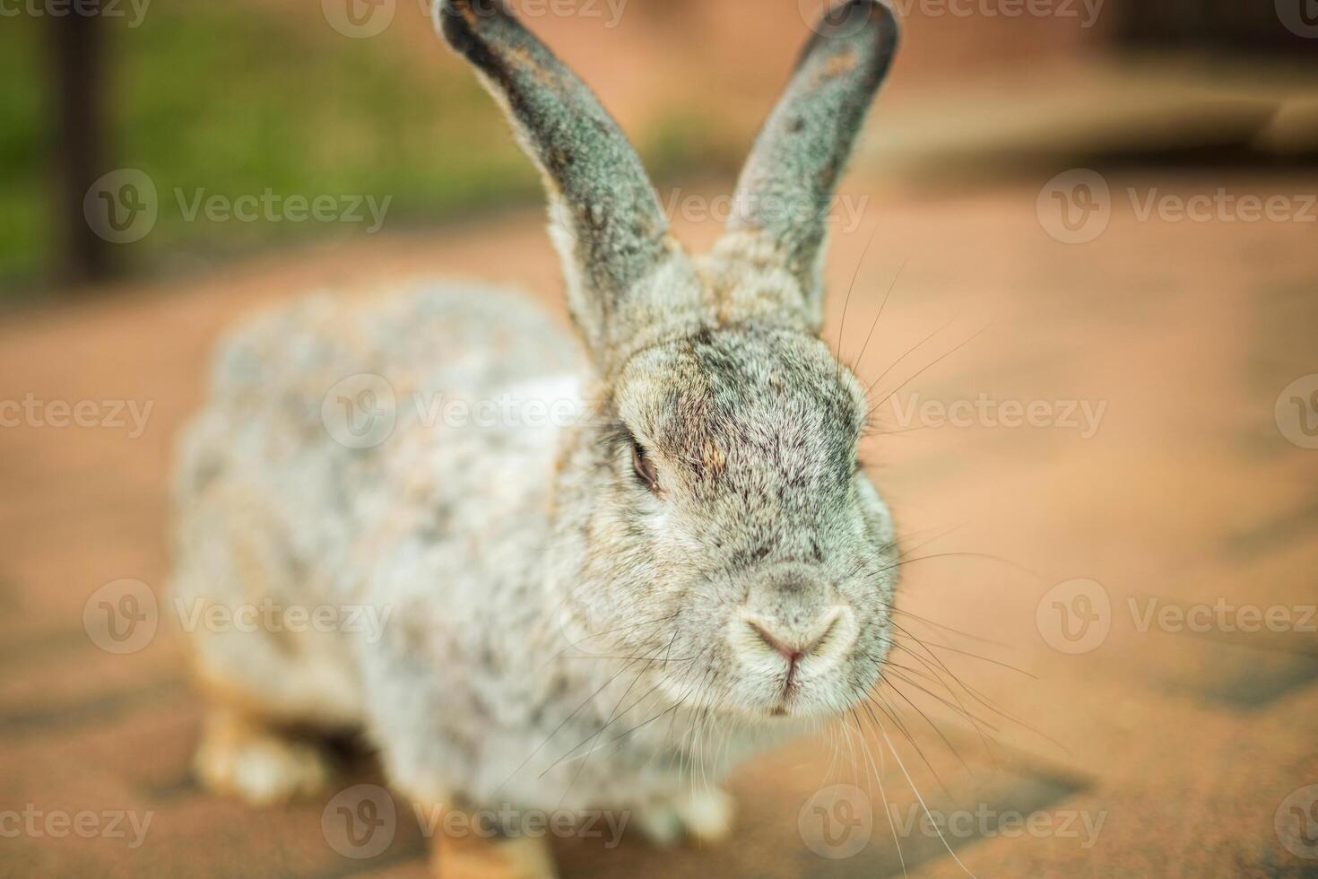 A gray rabbit with long ears standing on a brick floor photo