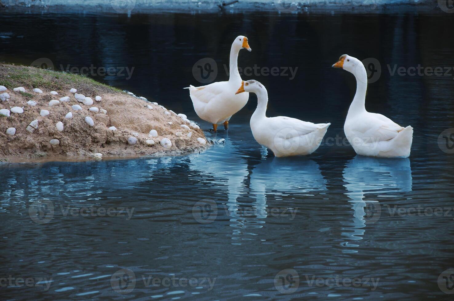 Geese swimming and foraging near the bank of a tranquil pond at afternoon light photo