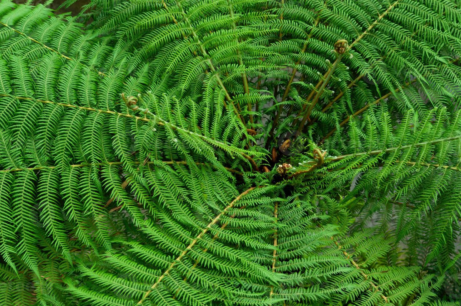Fascinating view of an ancient fern with intricate leaf patterns in lush green tones photo