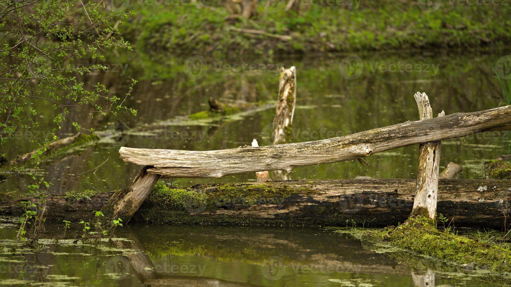 Fallen Log Submerged in Pond photo