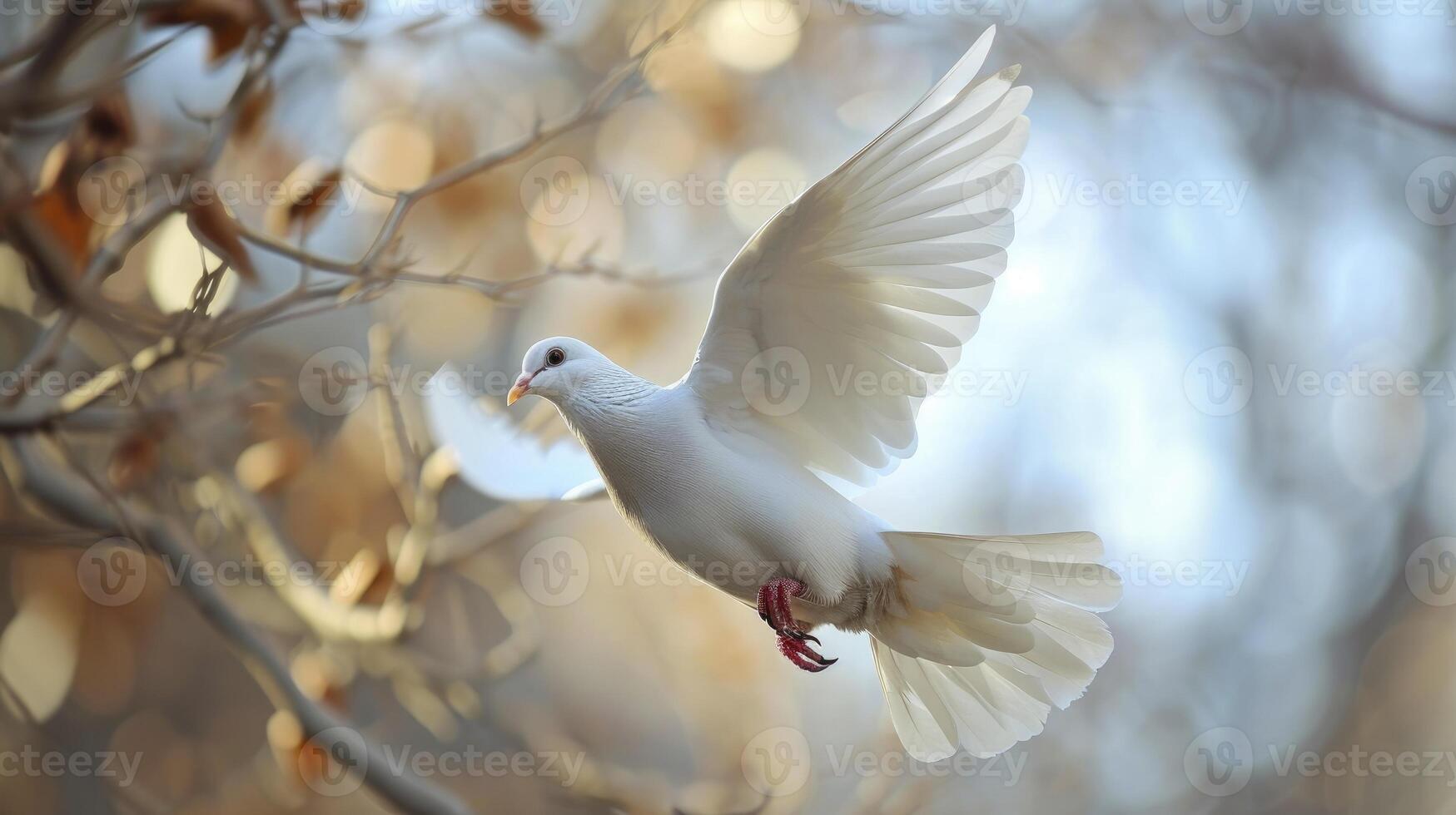 White dove flying over a tree branch photo