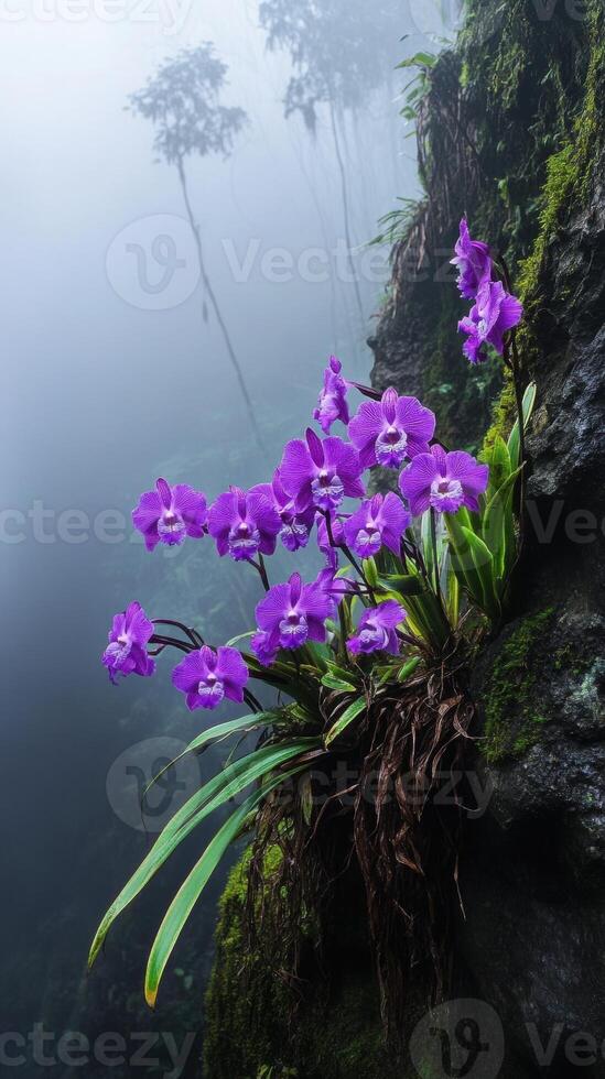 Vibrant purple orchids blooming on a misty, moss-covered cliff in a lush forest setting. photo