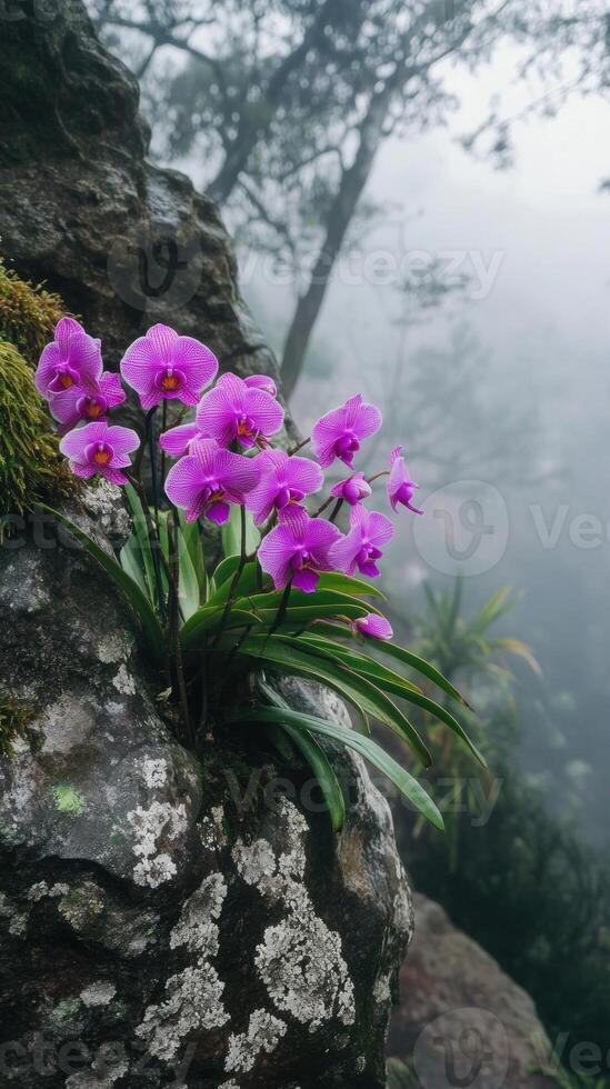 Vibrant purple orchids bloom on a mist-covered rocky cliff, creating a striking contrast against the foggy forest backdrop. photo