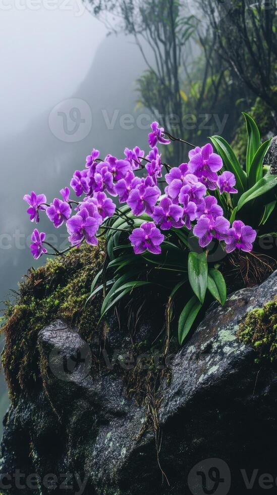 Vibrant purple orchids thrive on a misty, moss-covered cliff. photo