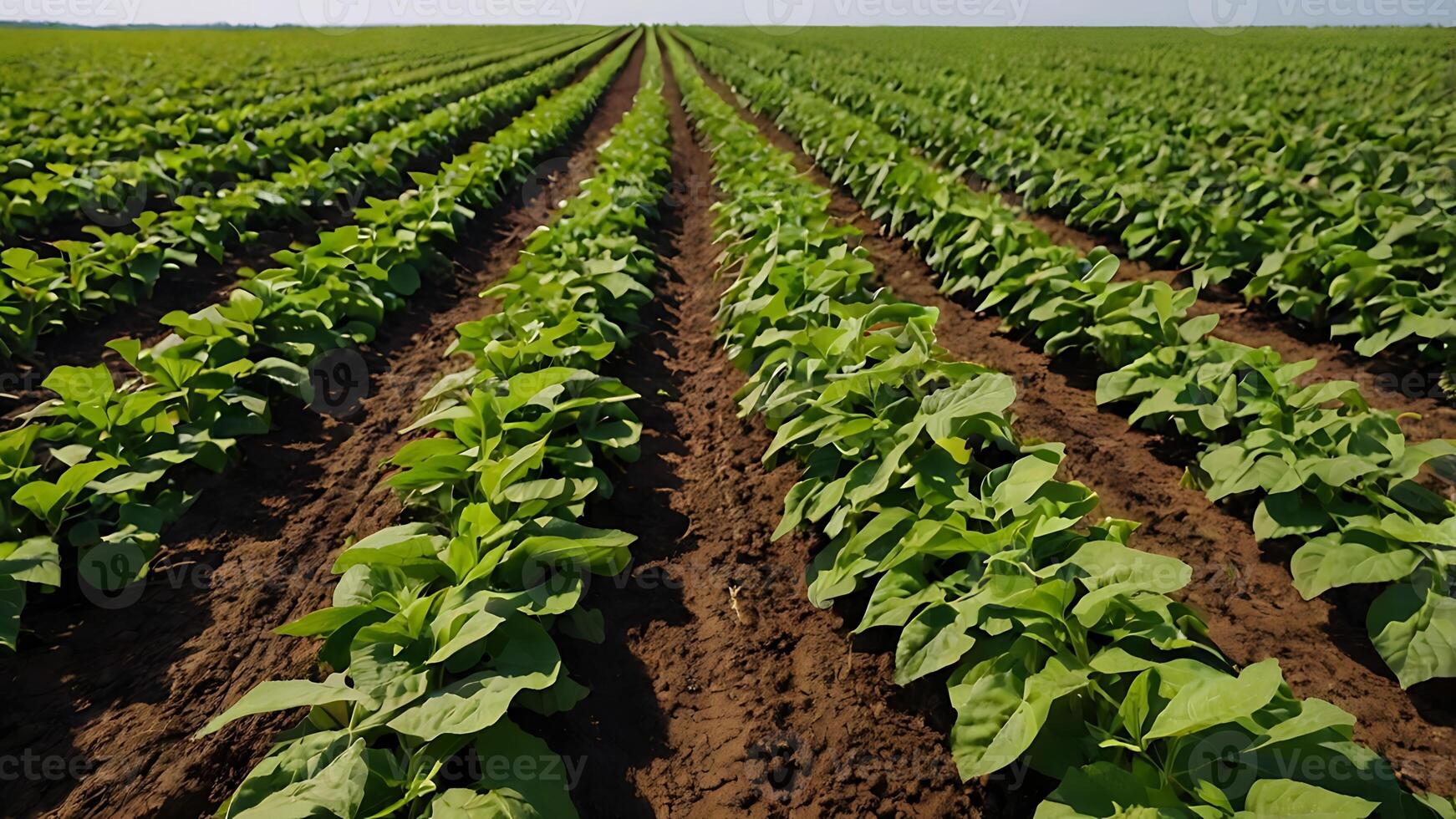 Agricultural field of green crops for sustainable business growth photo