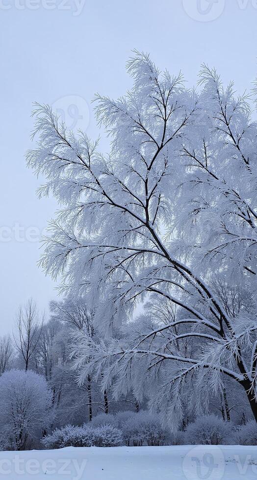 a tree covered in snow photo