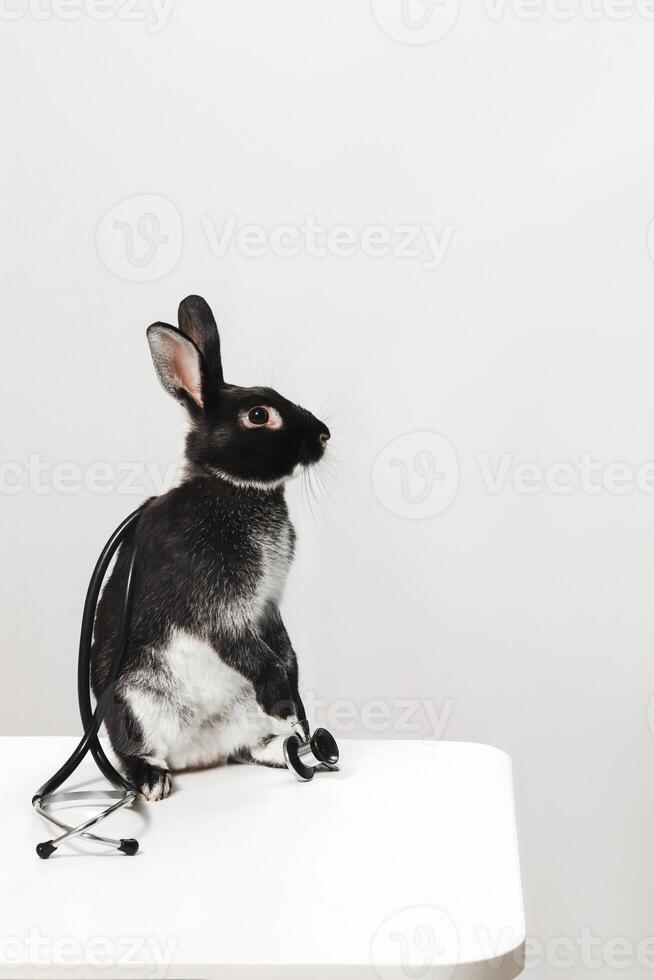 A black and white rabbit with a stethoscope sits on a white table on a neutral monochrome background. The concept of pet treatment by a veterinarian photo