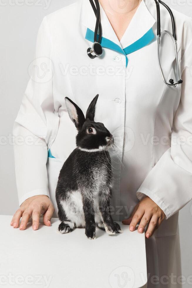 A veterinarian in a white coat with a stethoscope stands next to a black and white rabbit. Medical examination of a pet photo