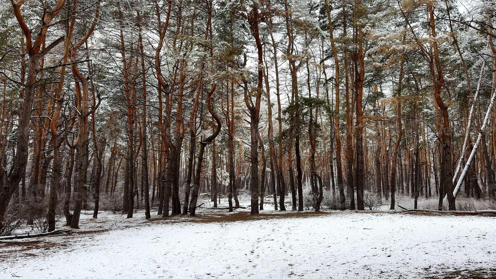 View on snowbound lawn at pine woodland at winter day. Snow-covered branches of coniferous trees at wild forest. Beautiful nature landscape at background. Tranquil and idyllic scene concept photo