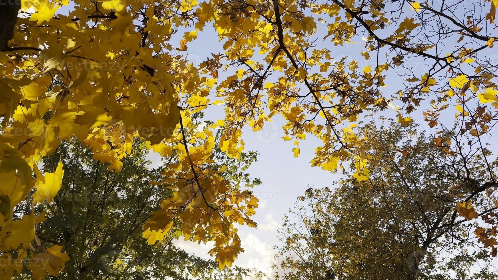 Golden maple leaves on tree branches gently swaying in the wind with sunlight at background. Lush autumn yellow foliage swinging on the breeze at forest. Beautiful colorful fall season. Close up photo