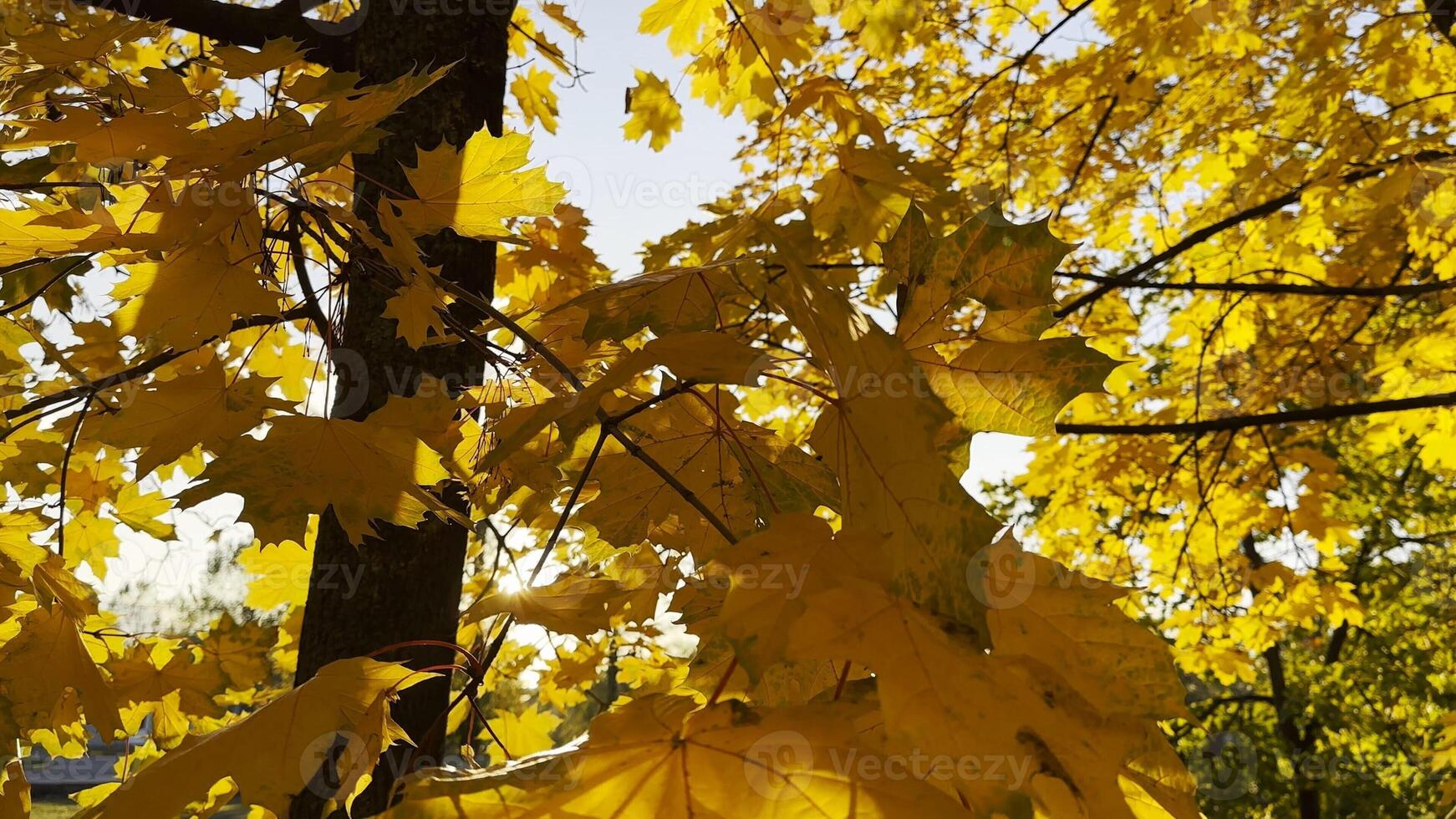 Golden maple leaves on tree branches gently swaying in the wind with sunlight at background. Lush autumn yellow foliage swinging on the breeze at forest. Beautiful colorful fall season. Close up photo