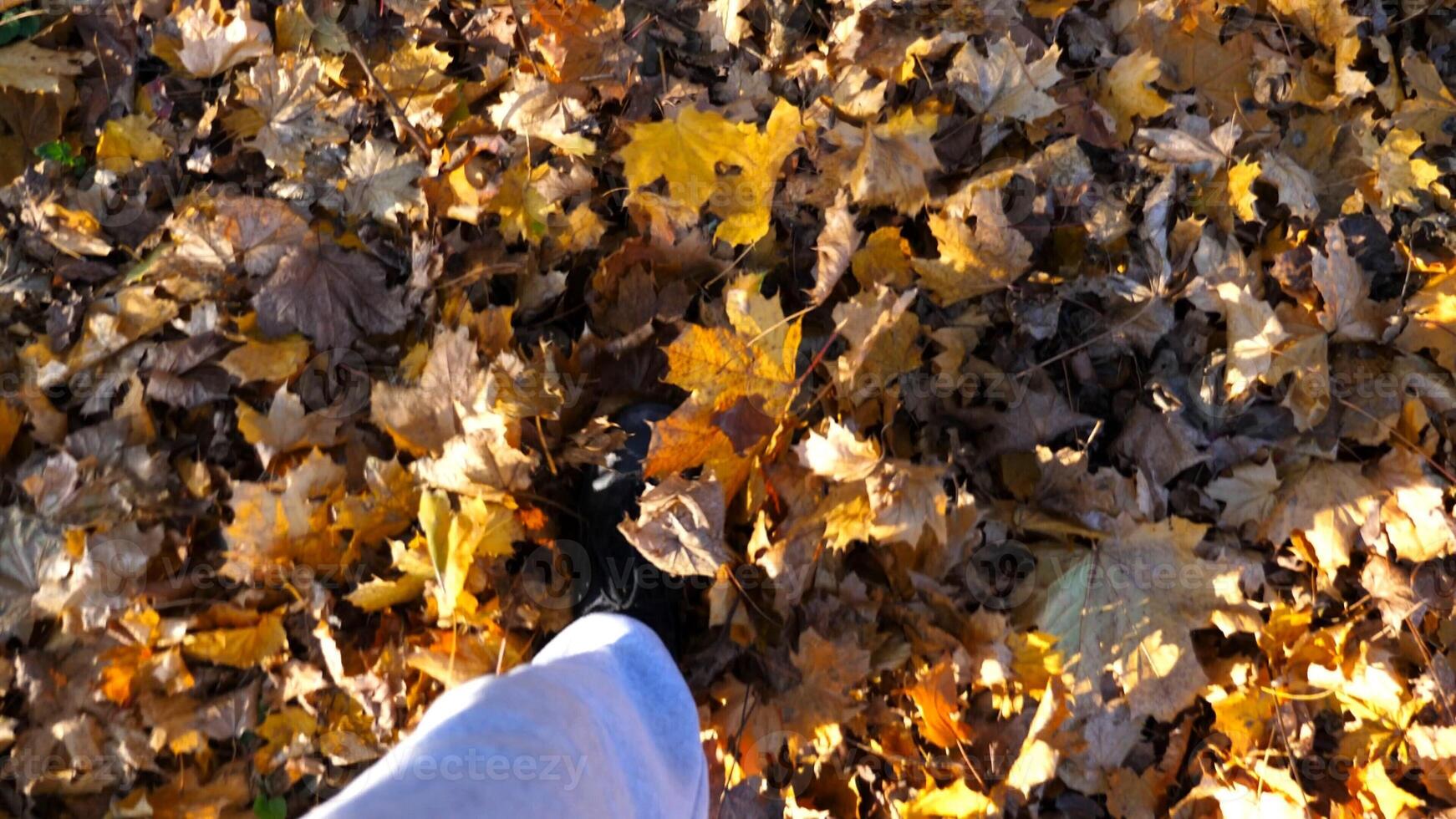 Point of view to male foot stepping on fallen maple leaves. Legs of young man in sneakers kicks up yellow foliage going at autumn forest. Guy walking at wild nature. Slow motion photo