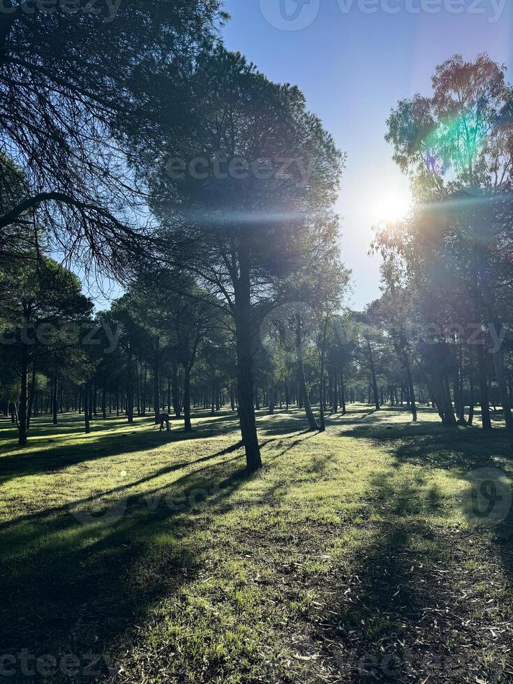 Sunlight streaming through tall trees in a serene forest setting during daytime photo