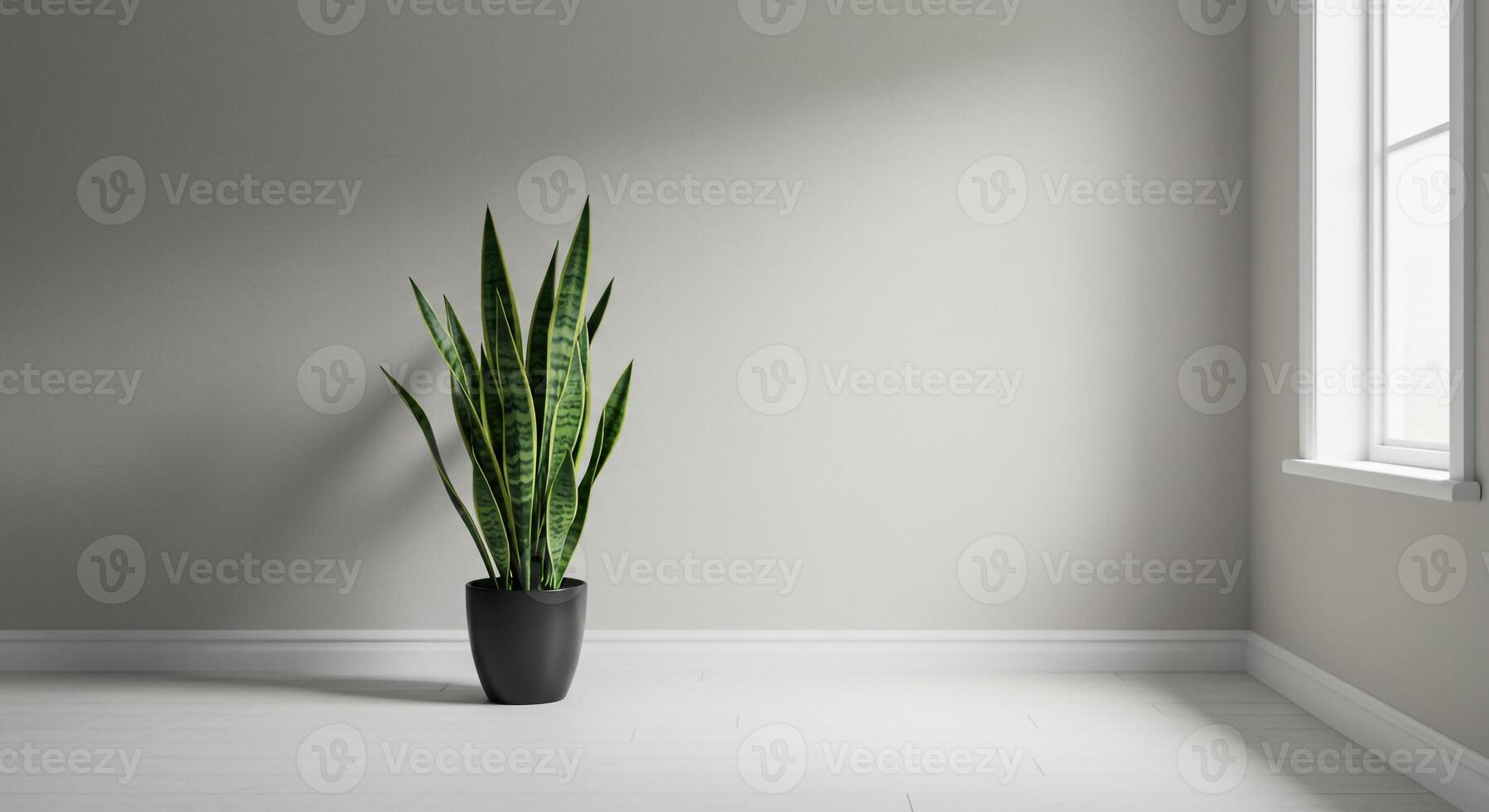 A snake plant in a pot in an empty room photo