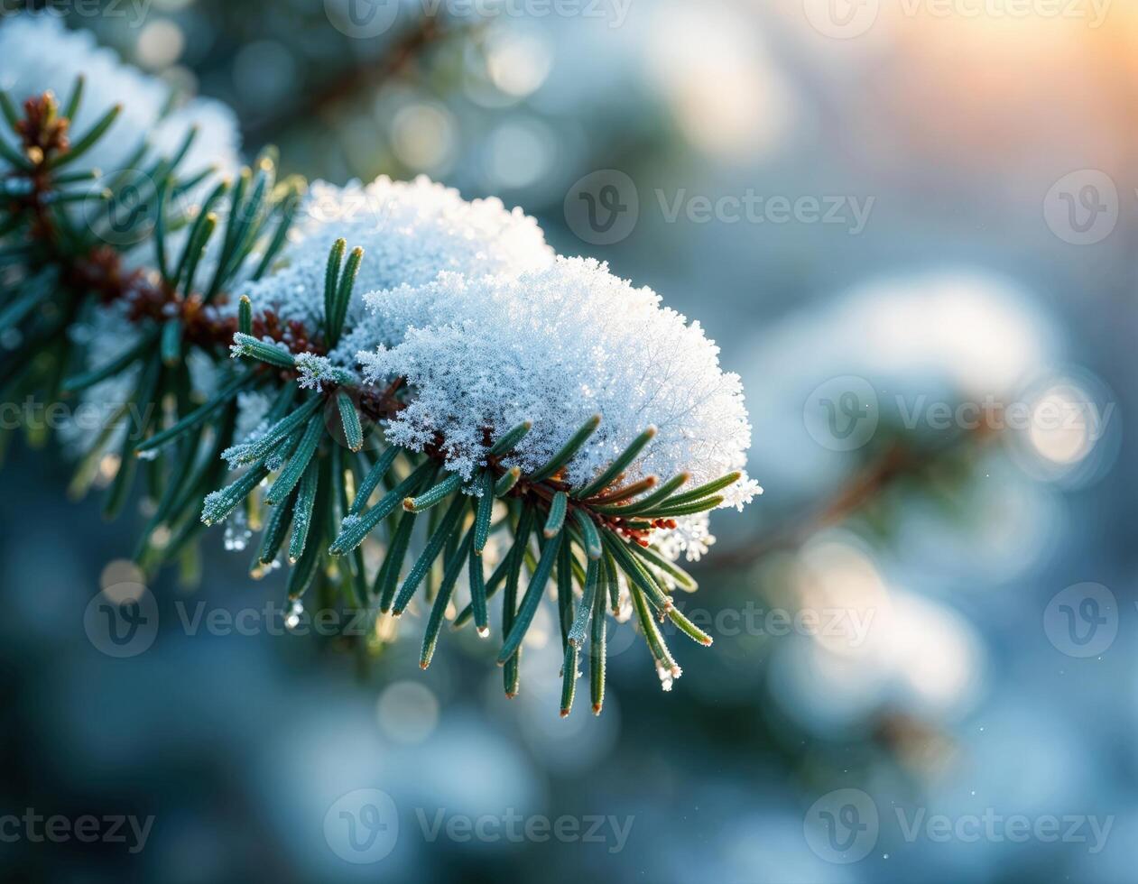 winter snow on pine branch. Snowy Pine Branch photo