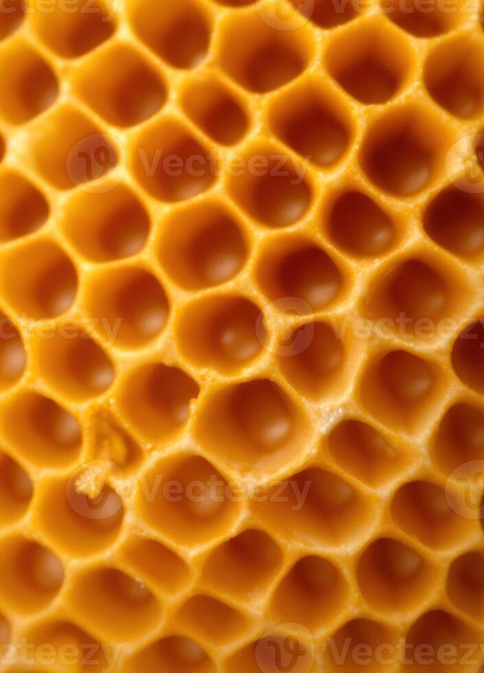 closeup of a honeycomb with the honeycomb cells photo