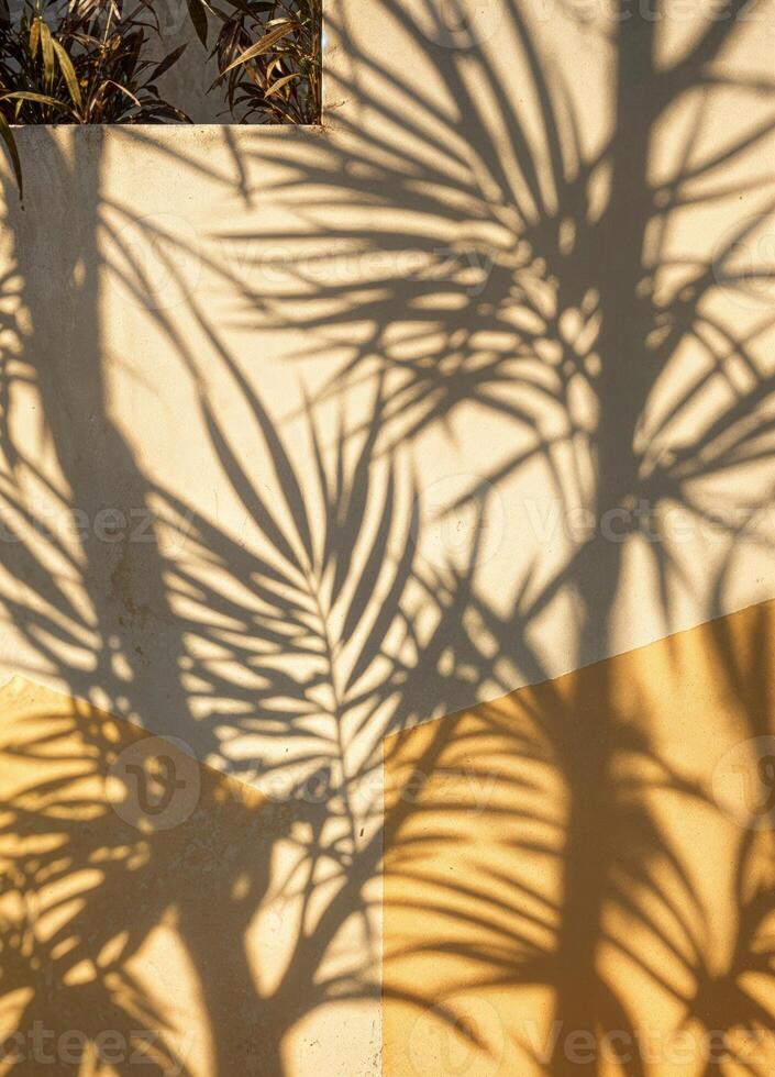shadow of palm tree on yellow and white wall. Palm Shadows on Wall photo
