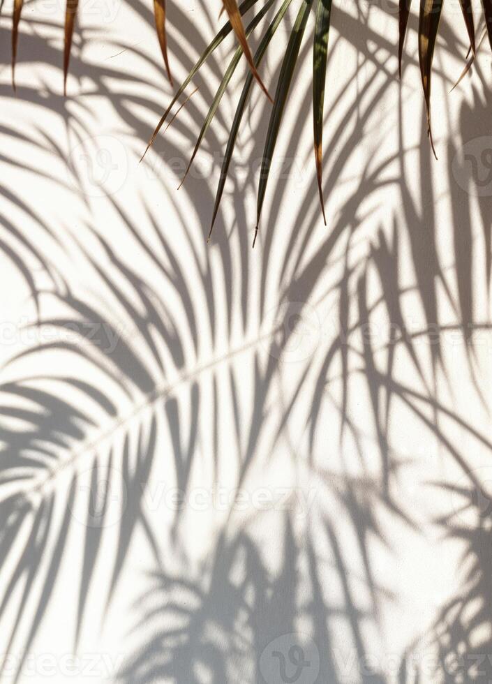 palm tree shadow on white wall. Palm Shadow Play photo