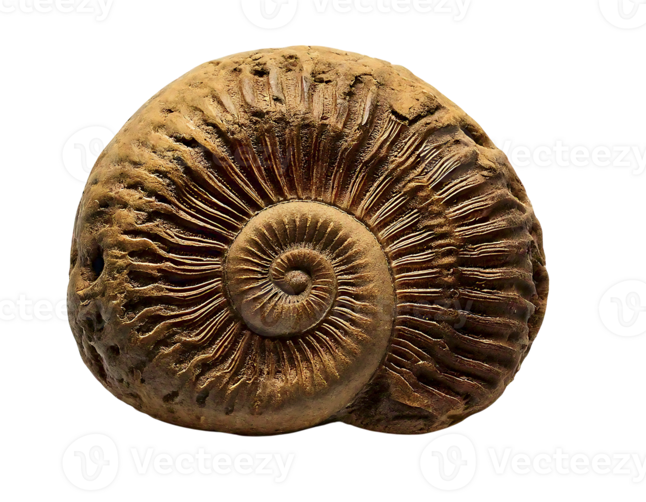 Intricate ammonite fossil, showcasing ancient spiral structure. A captivating image representing history, time, and natural beauty. png