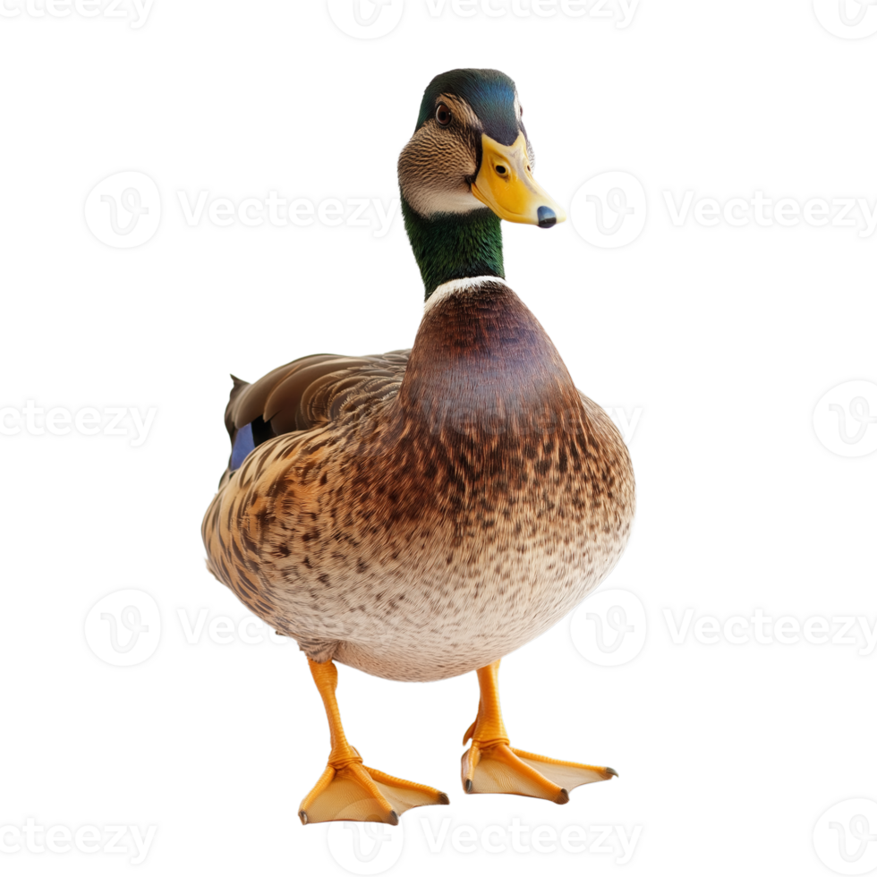Domestic Duck with Clean Transparency for Design Use png