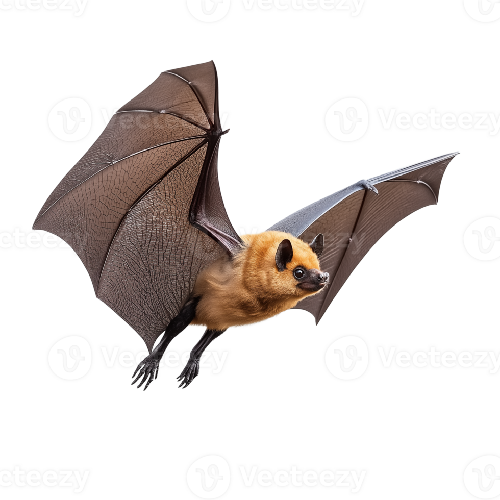 Bat Soaring with Wings Spread, Isolated on Transparent Background png