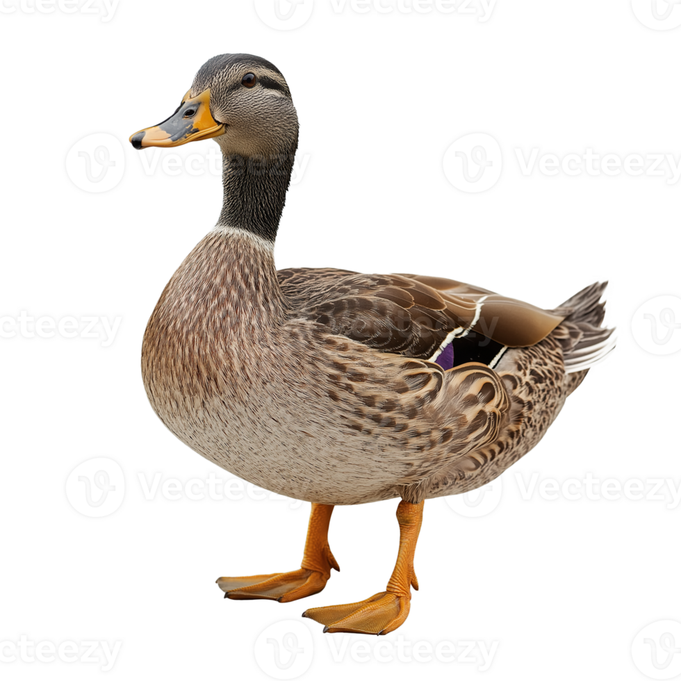 Domestic Duck with Clean Transparency png