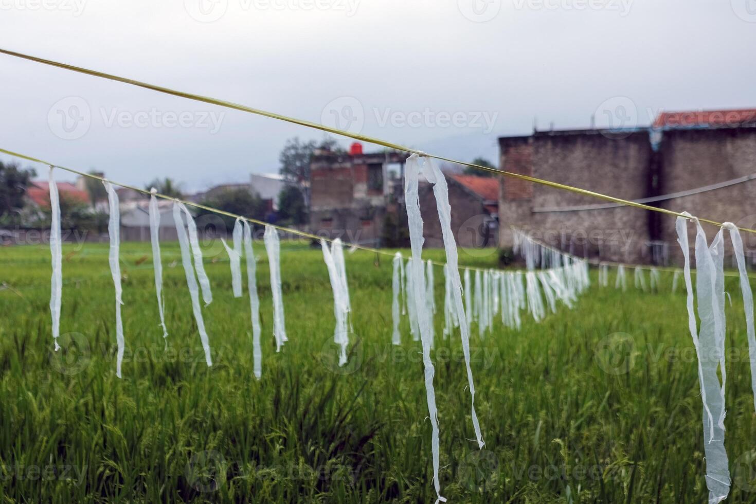 Plastic Strips Hanging in Rice Field for Bird Control photo