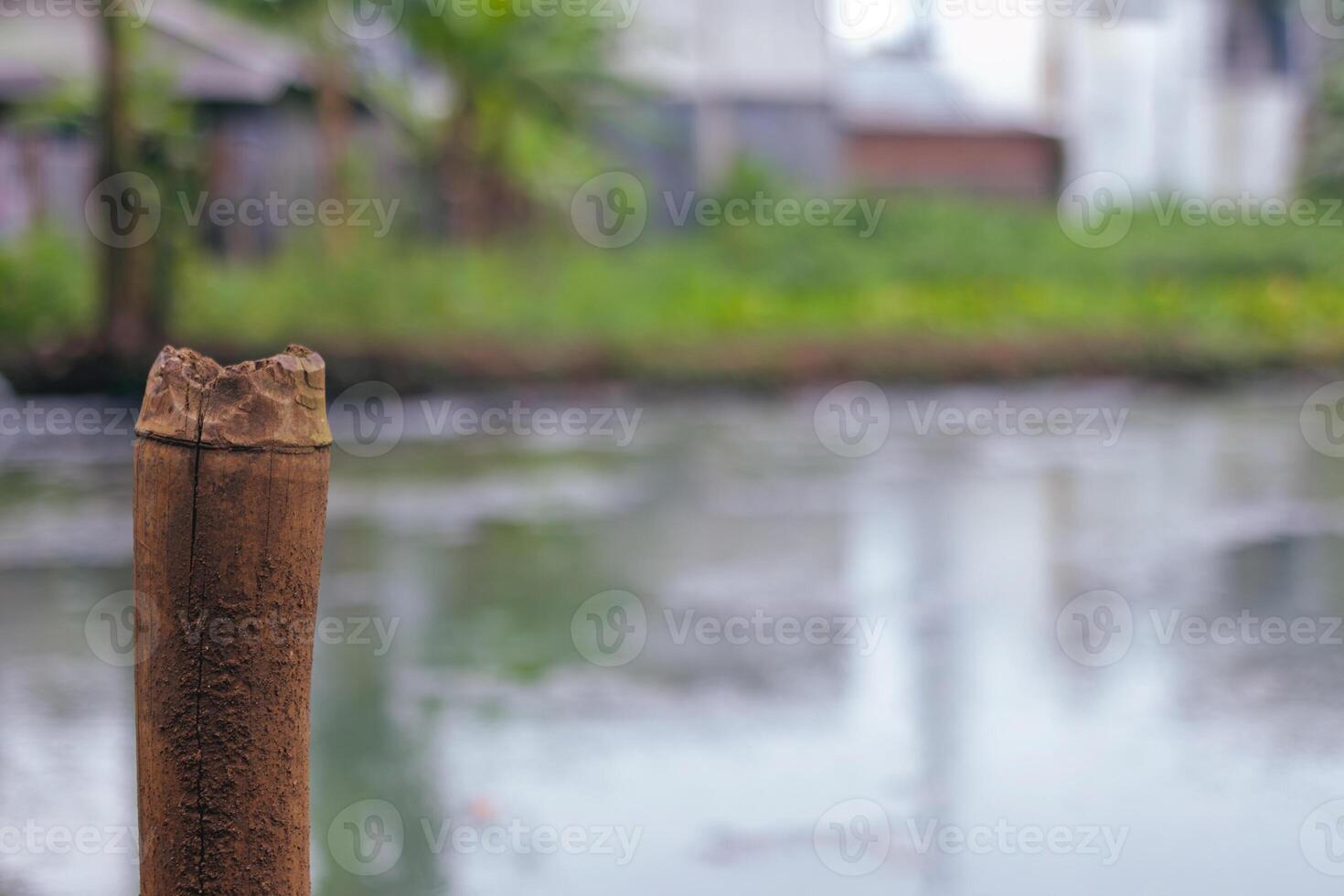 Weathered Bamboo Stick Near a Pond in a Rural Environment photo