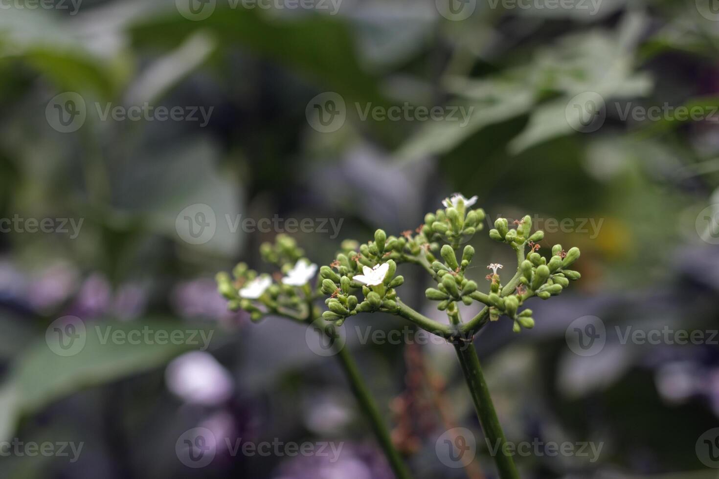 Delicate White Flowers on Green Buds in a Natural Tropical Setting photo