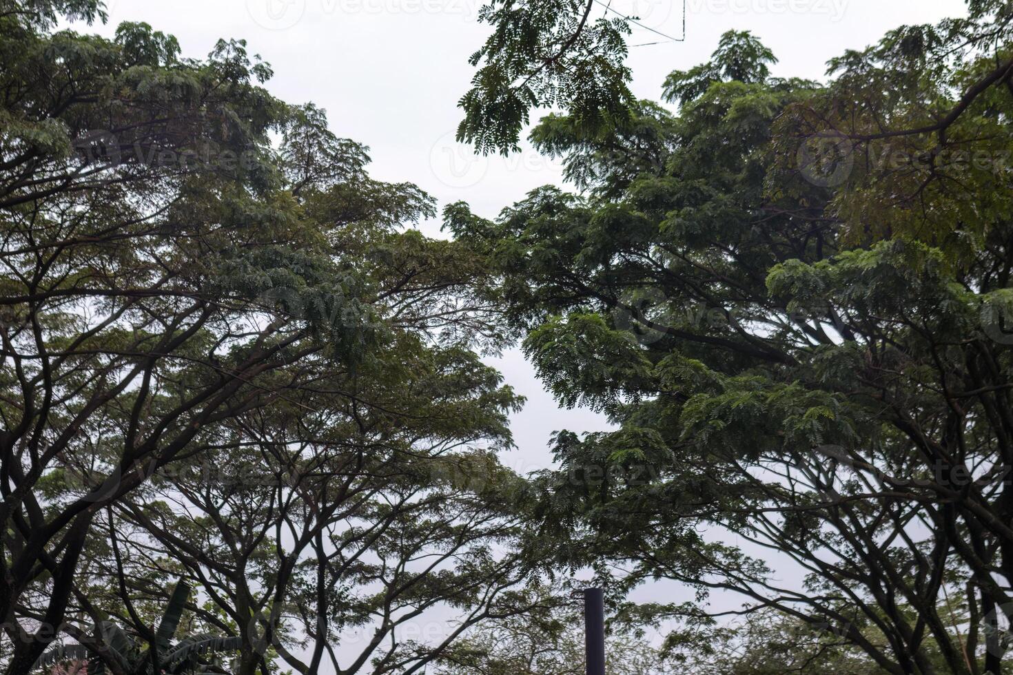 Lush Green Canopy of Tropical Trees Against a Cloudy Sky photo