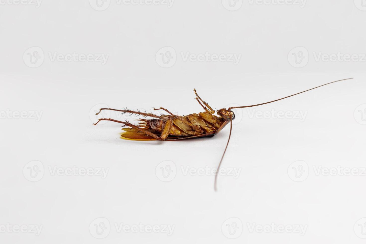 Lifeless Cockroach Resting on Pristine White Surface photo