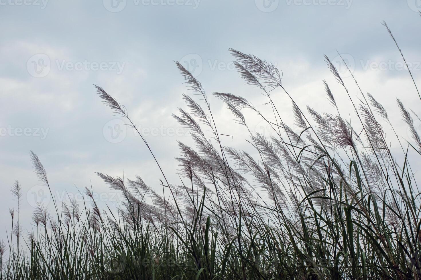 Tall Pampas Grass Swaying in the Wind Against a Cloudy Sky photo