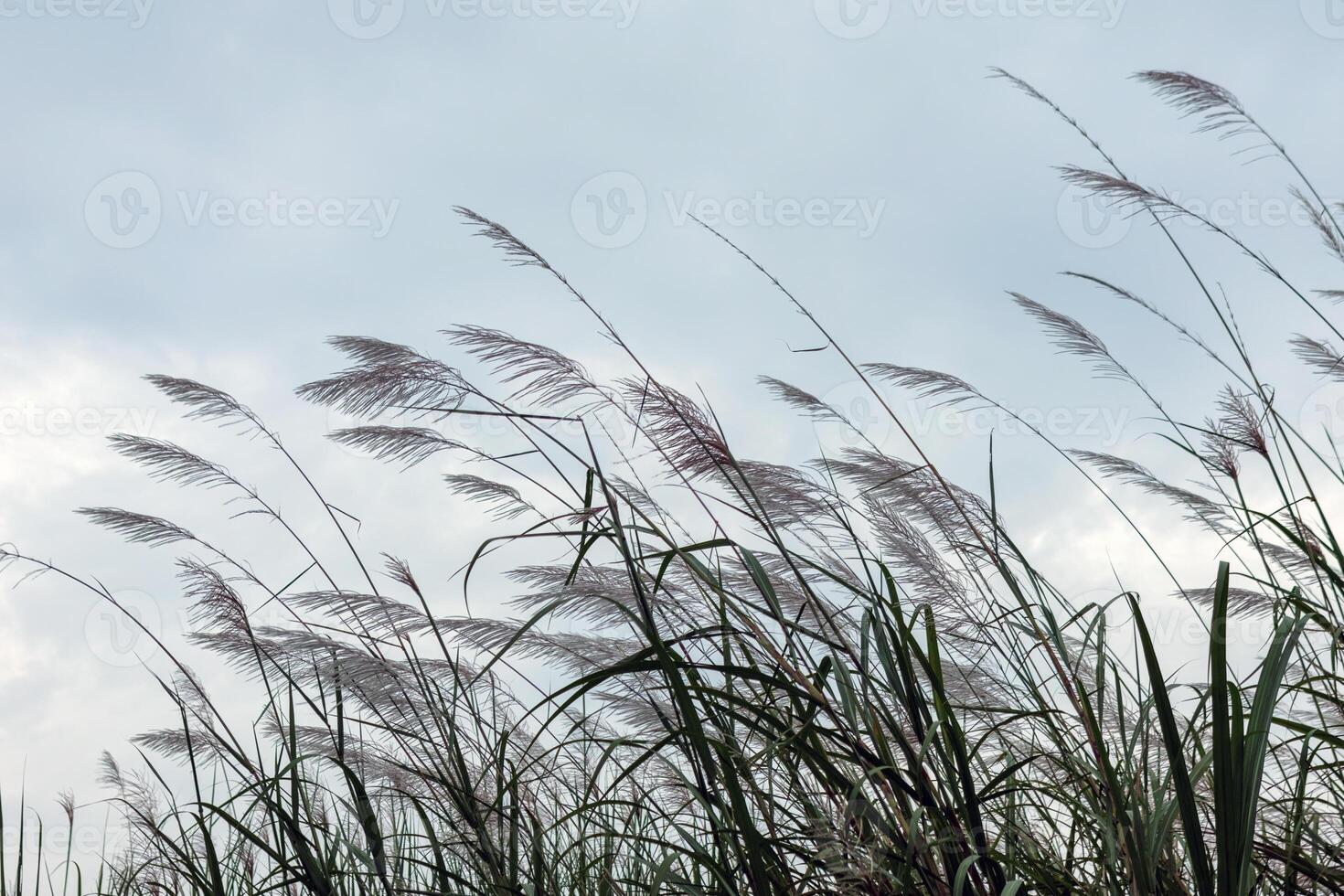 Wild Pampas Grass Blowing in the Wind Against Cloudy Sky photo