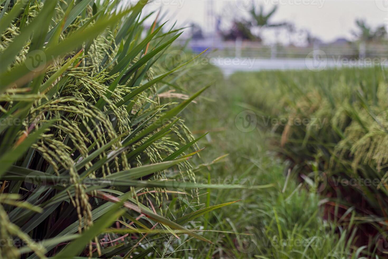 Close Up of Lush Green Rice Plants in a Rural Paddy Field photo