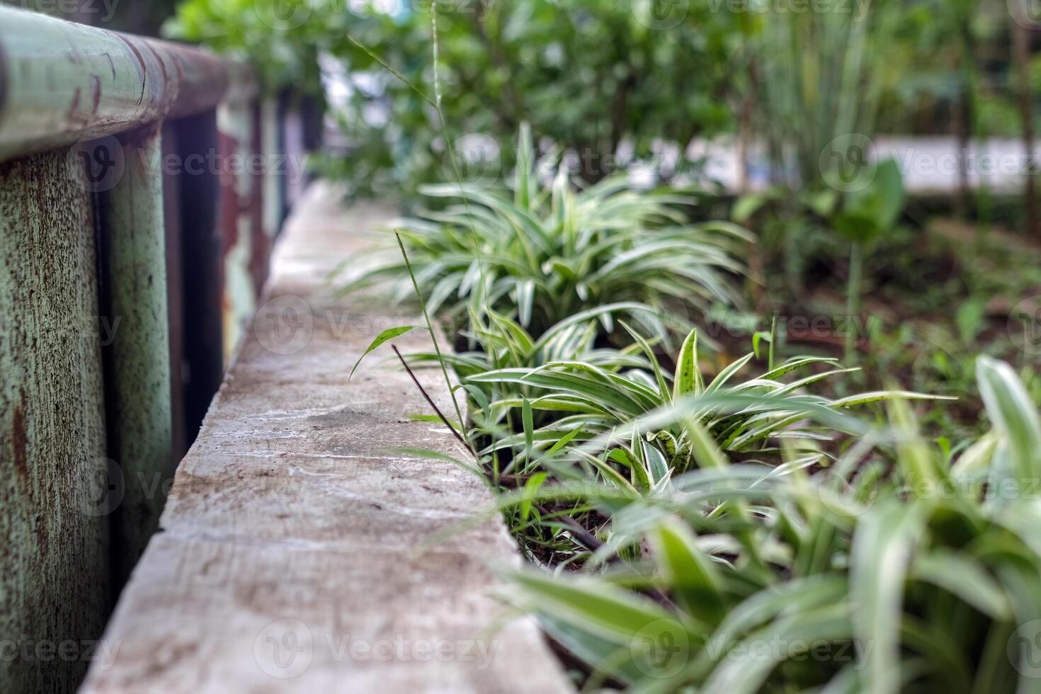 Green Urban Garden Along Rustic Fence photo