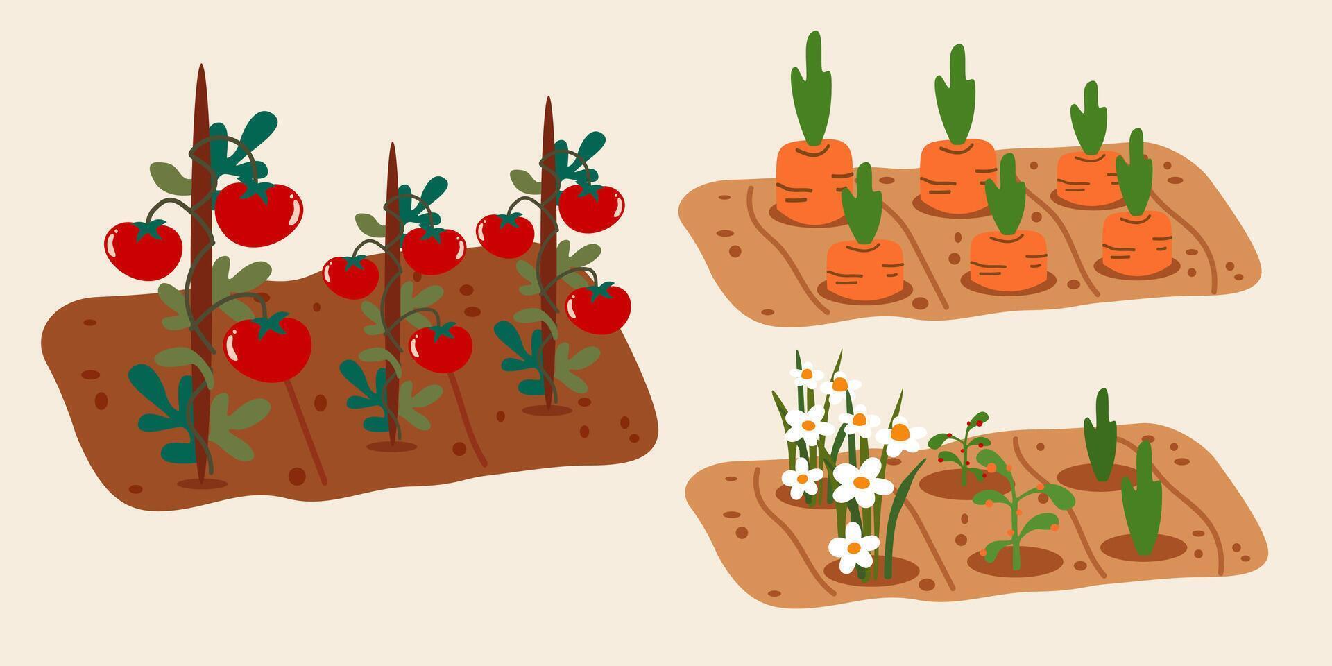 Harvest time. Planting and growing vegetables and flowers. Gardening area with green organic plants. Growing tomatoes, carrots and flowers. illustration vector