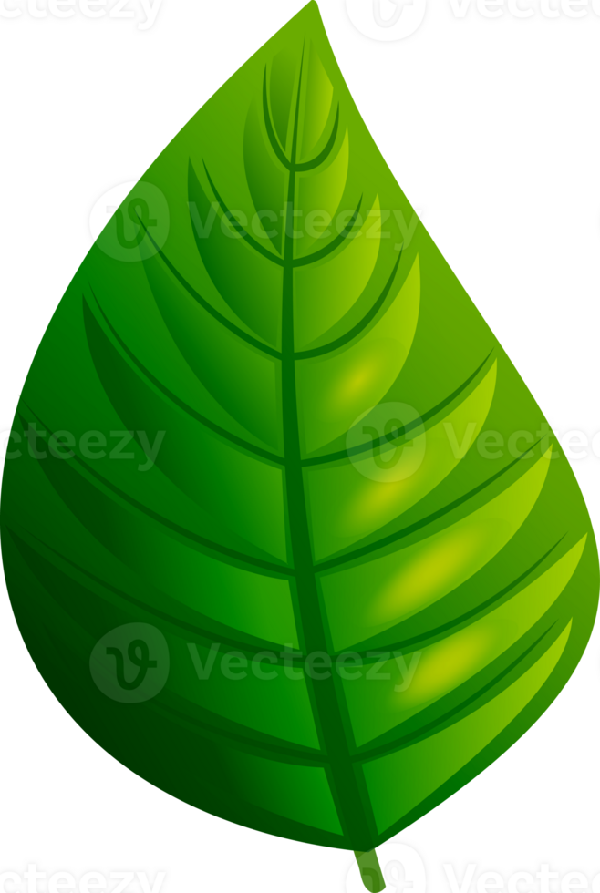Vibrant green leaf with detailed veins and texture. Isolated on transparent background. png