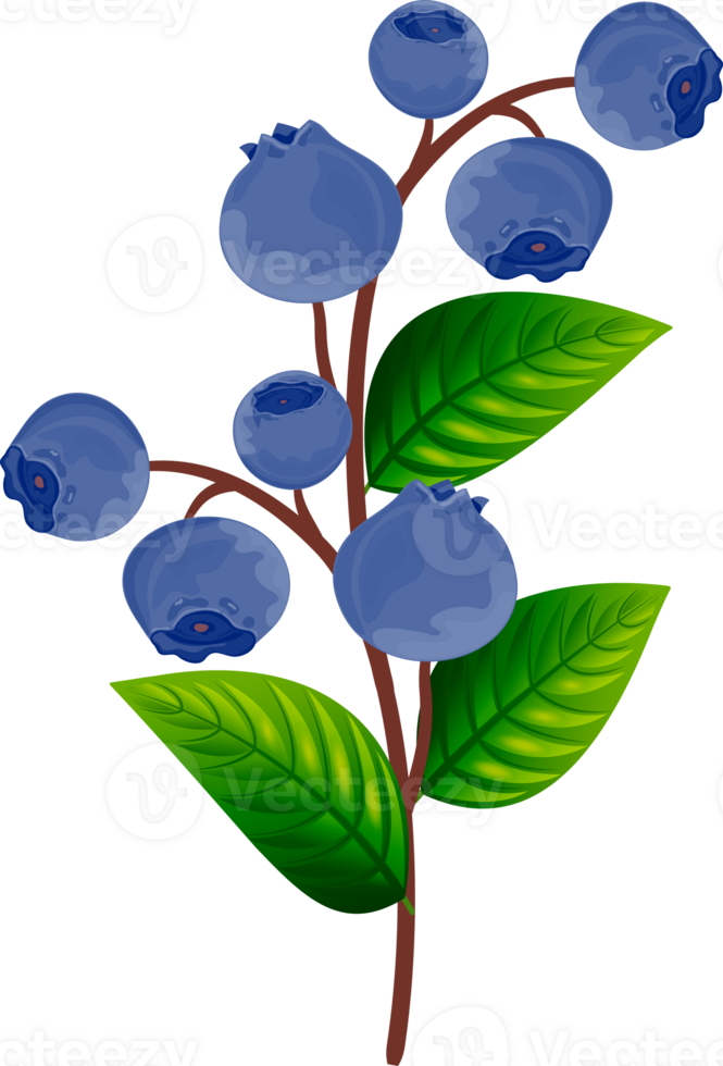 Realistic twig with ripe blueberries and green leaves. Isolated on transparent background. png