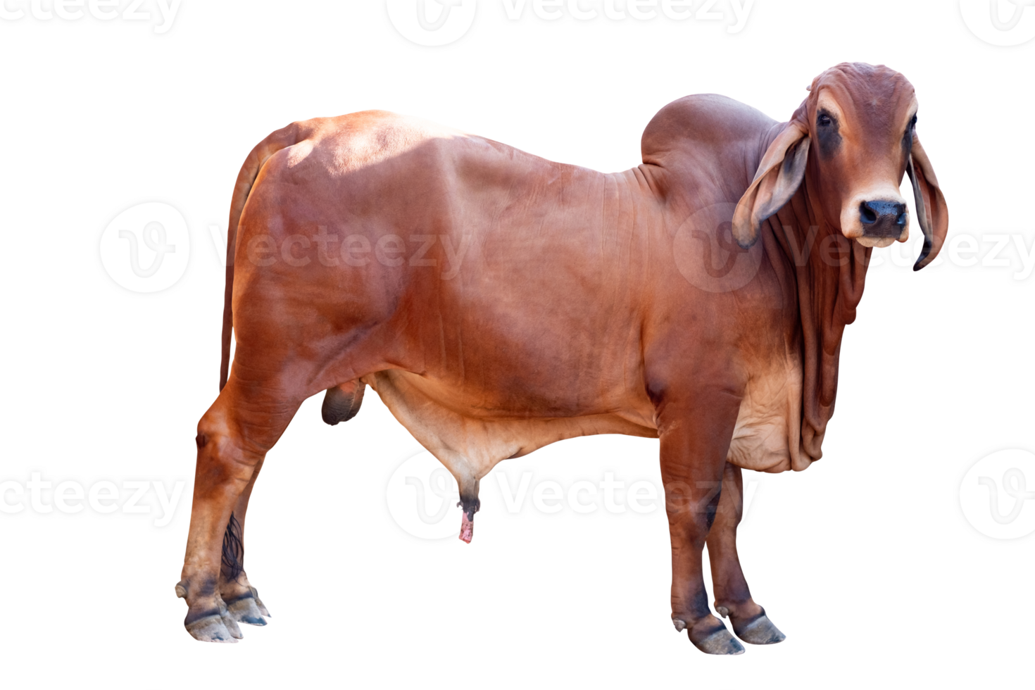 Cow,Side view of full body standing of Red cow, Beef cattle breeder, american brahman red on the ground, Brahman Cow isolated transparent background, File png