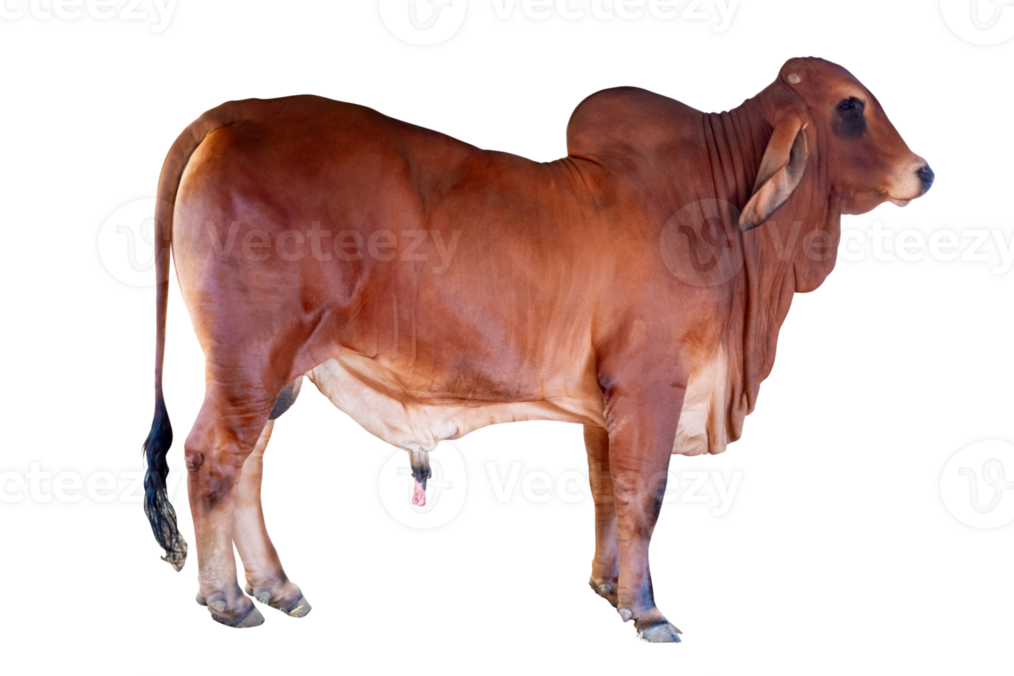 Cow,Side view of full body standing of Red cow, Beef cattle breeder, american brahman red on the ground, Brahman png