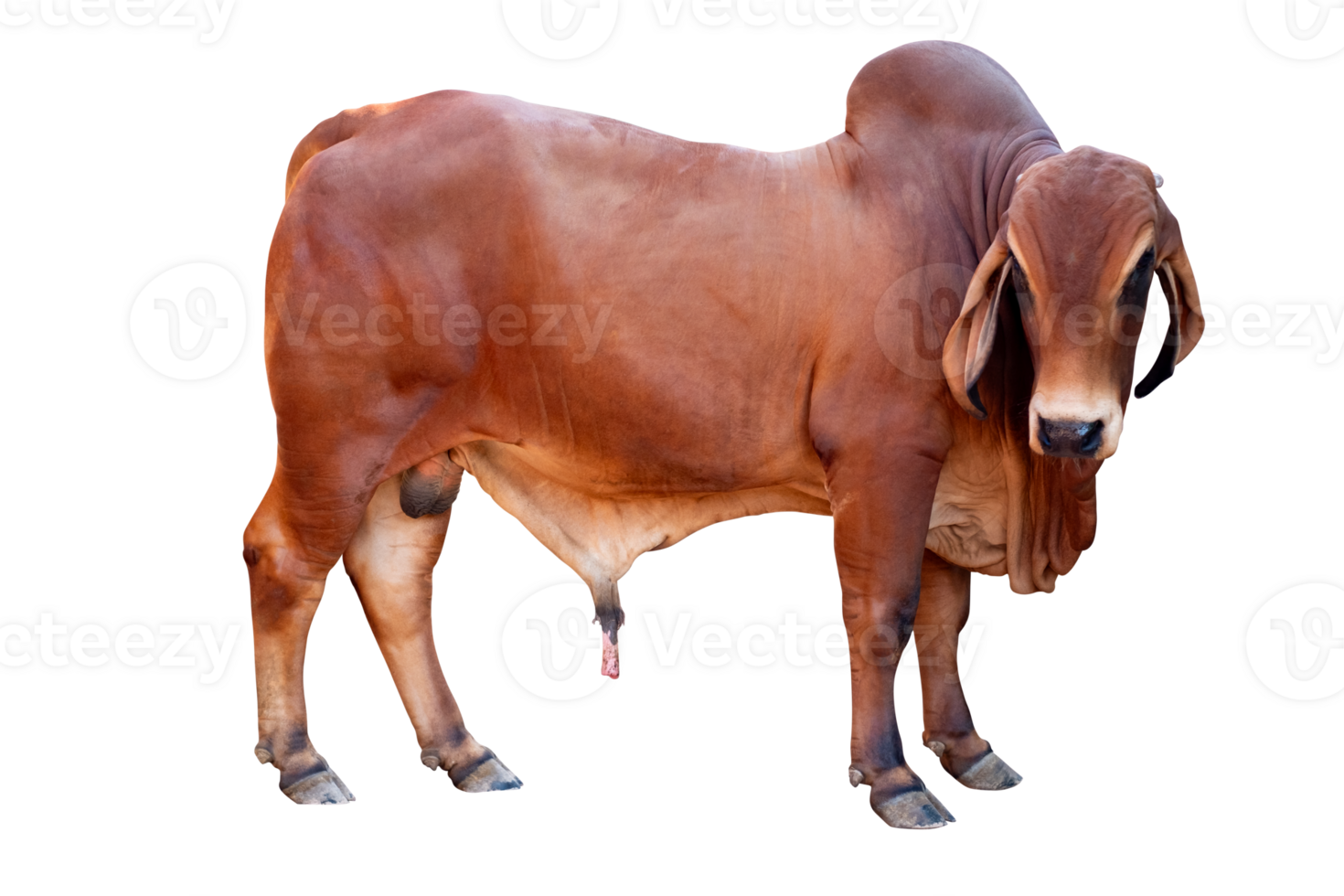 ody standing of Red cow, Beef cattle breeder, american brahman red on the ground, Brahman png