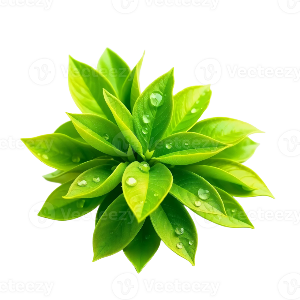 Green plant with water droplets on it png