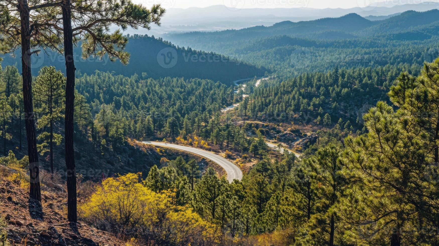A scenic view of a forest with a winding road photo