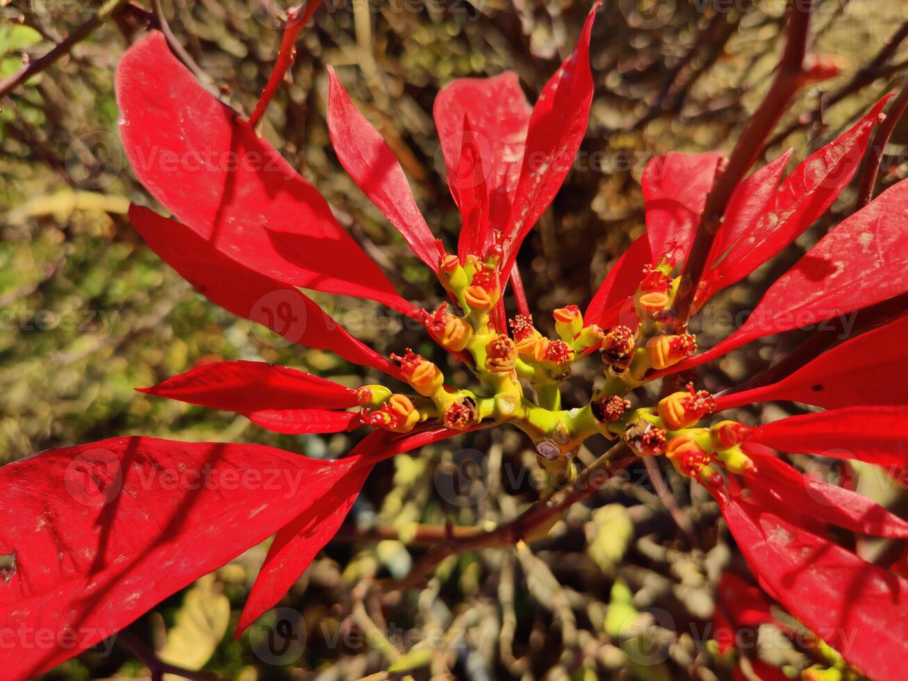 Beautiful Poinsettia Plant and red flowers in a summer garden photo