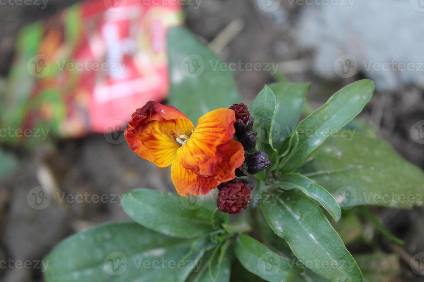 A Erysimum cheiri, common wallflower or Cheiranthus Cheiriflower photo