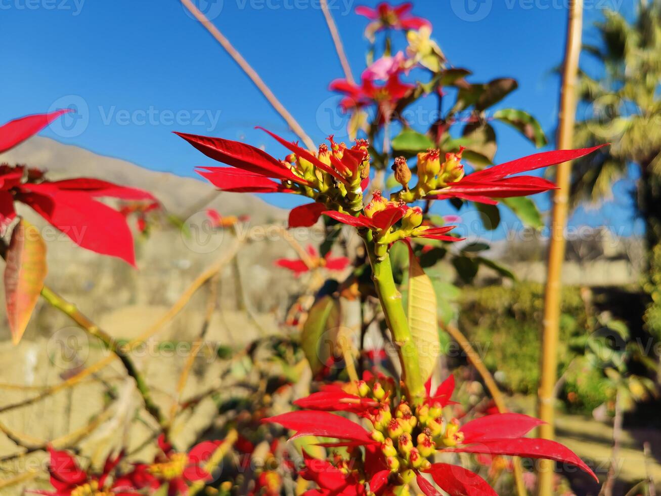 Beautiful Poinsettia Plant and red flower with beautiful blurr background photo