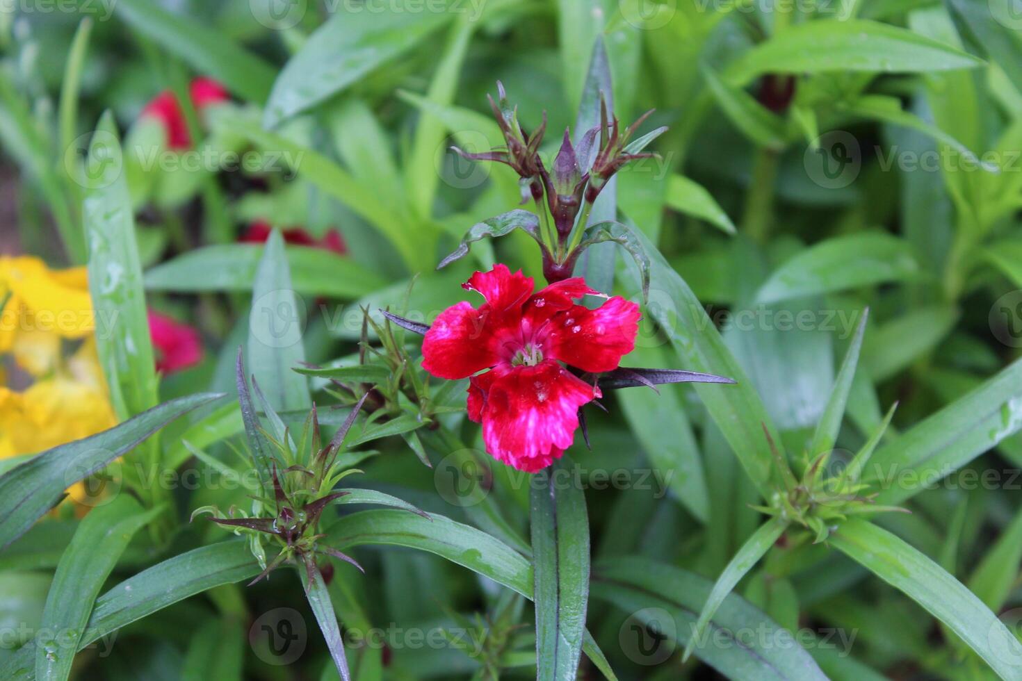 A View of Carnation or Dianthus flowers in a Garden Representing the Essence of Renewal and Natural Beauty photo