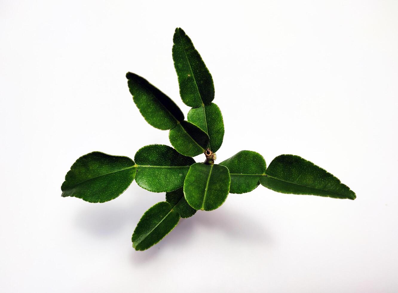 A small plant with green leaves on a white background photo